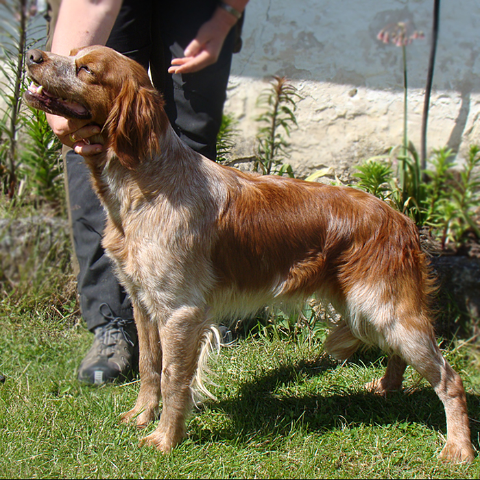 Eirams Tindra Trassel