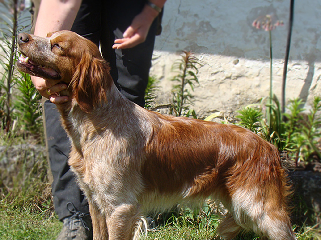 Eirams Tindra Trassel