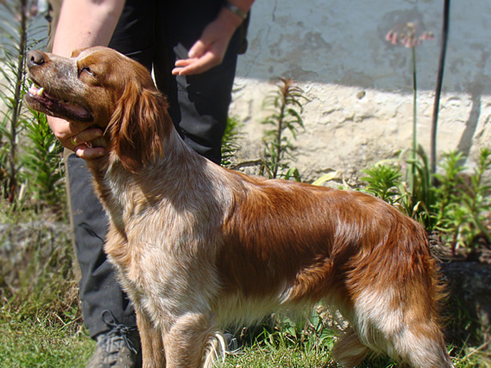 Eirams Tindra Trassel