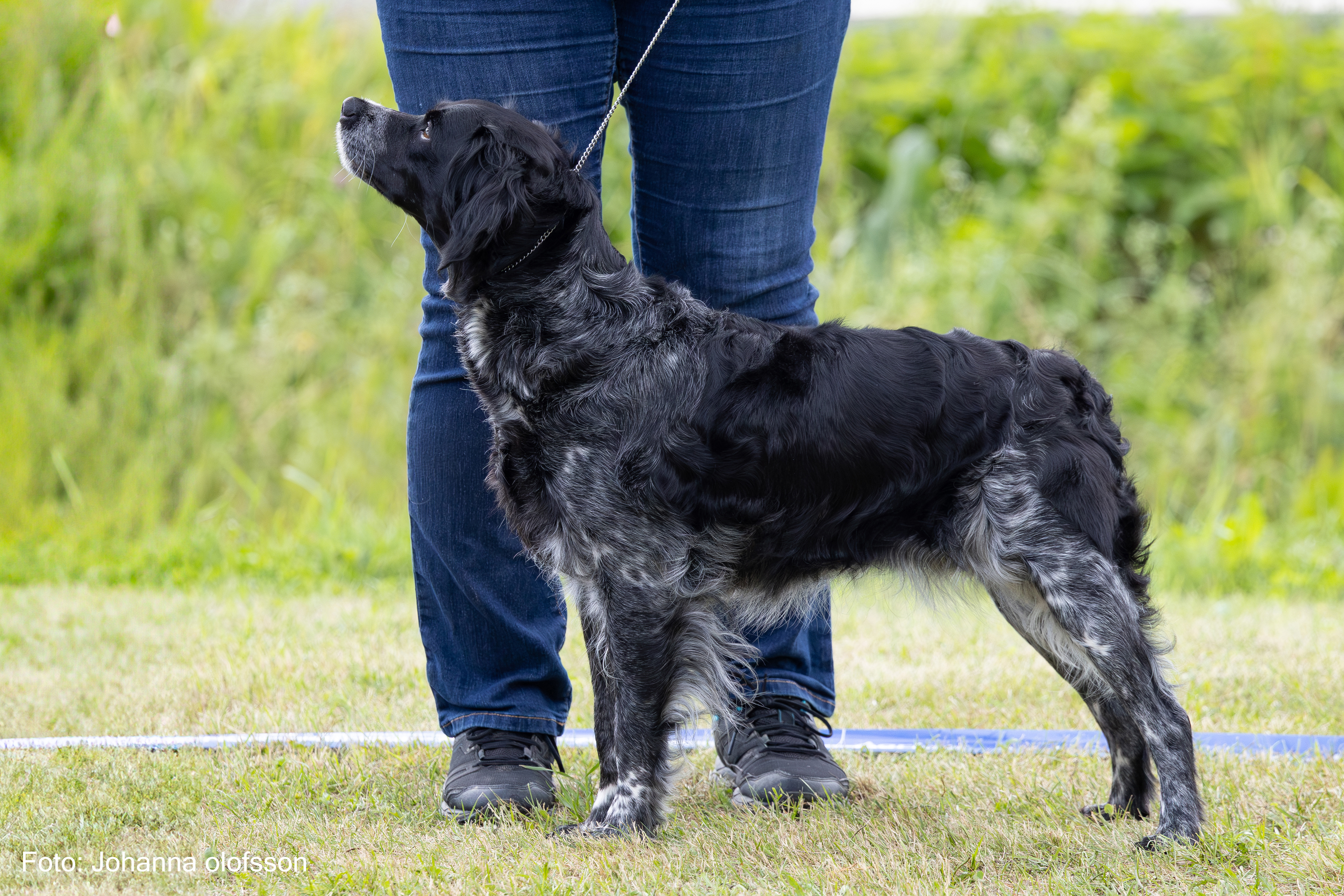 Eirams Galna Gilda Äg Marie Nylander2025
