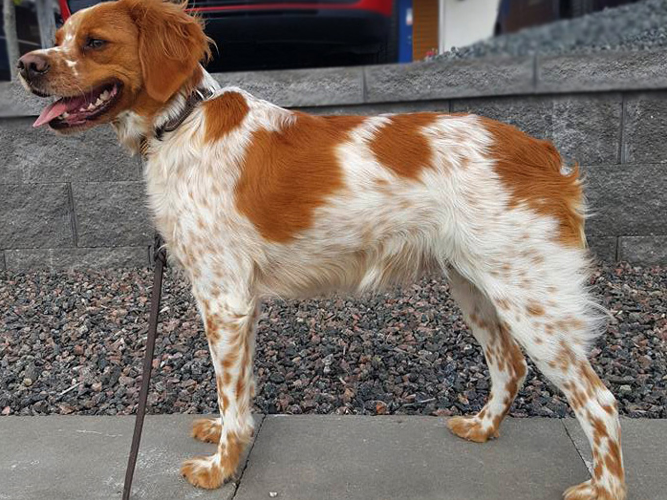 Indra Etoile De Passemarais