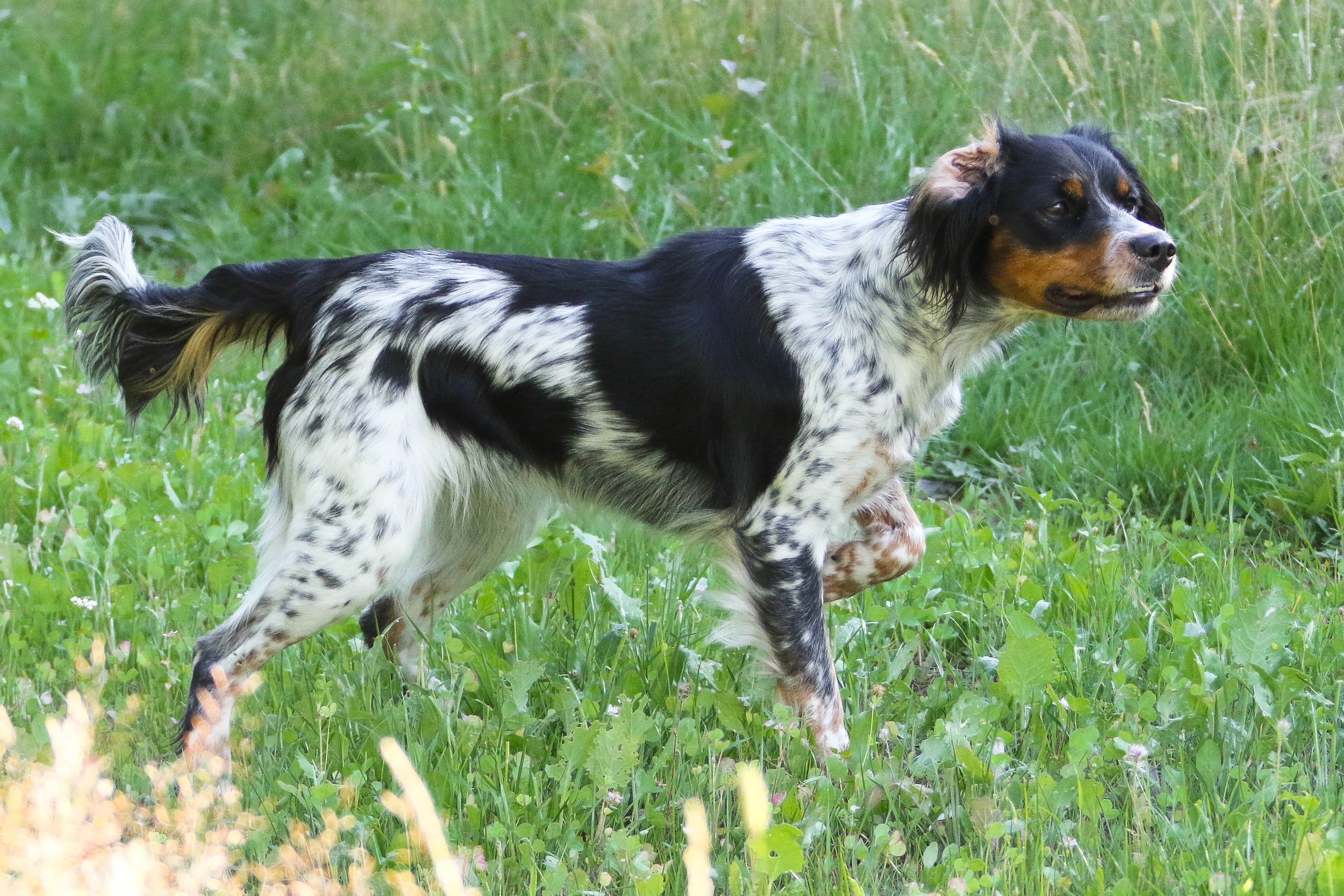 Almkullens Gucci2018