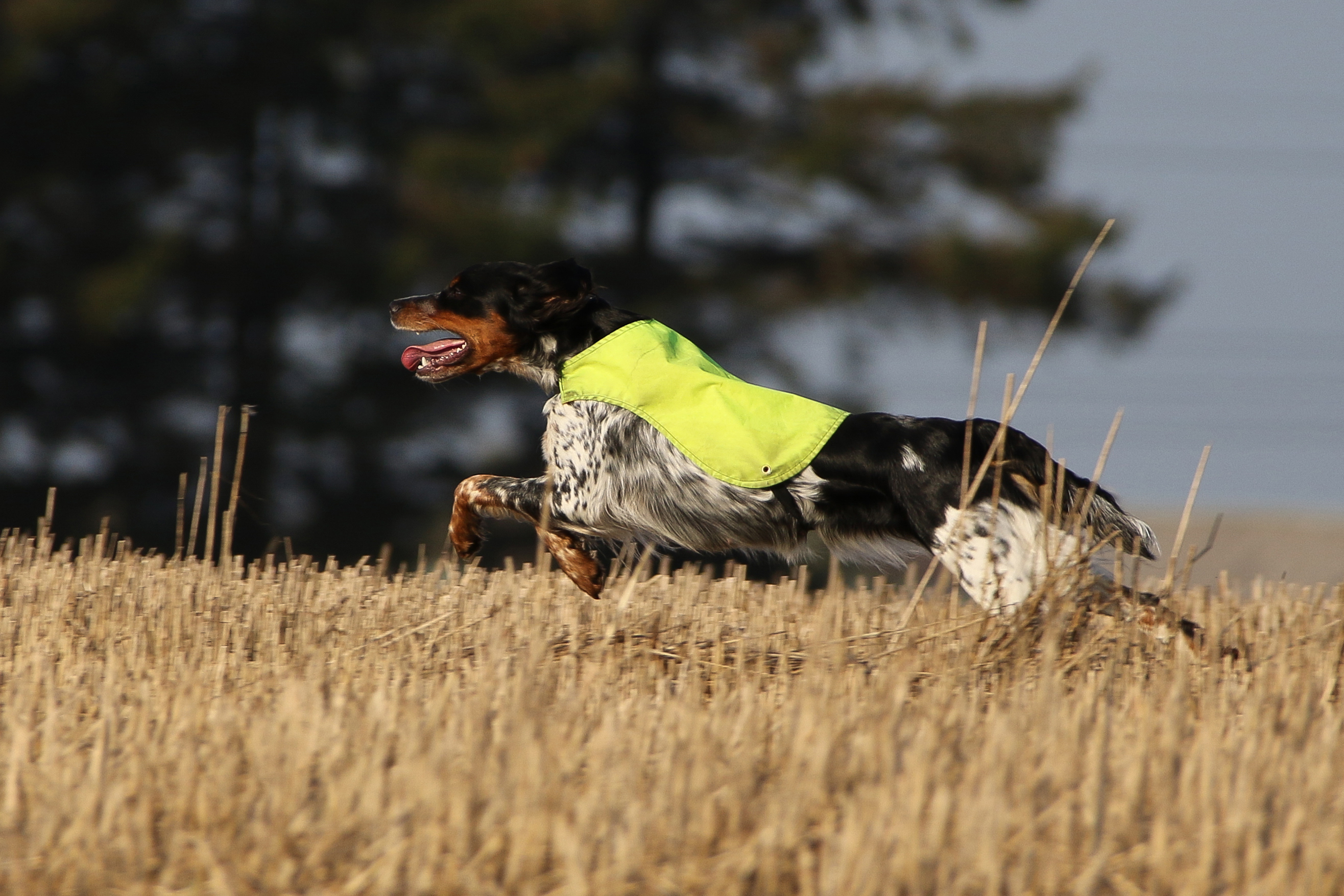 Almkullens Gucci2017 3