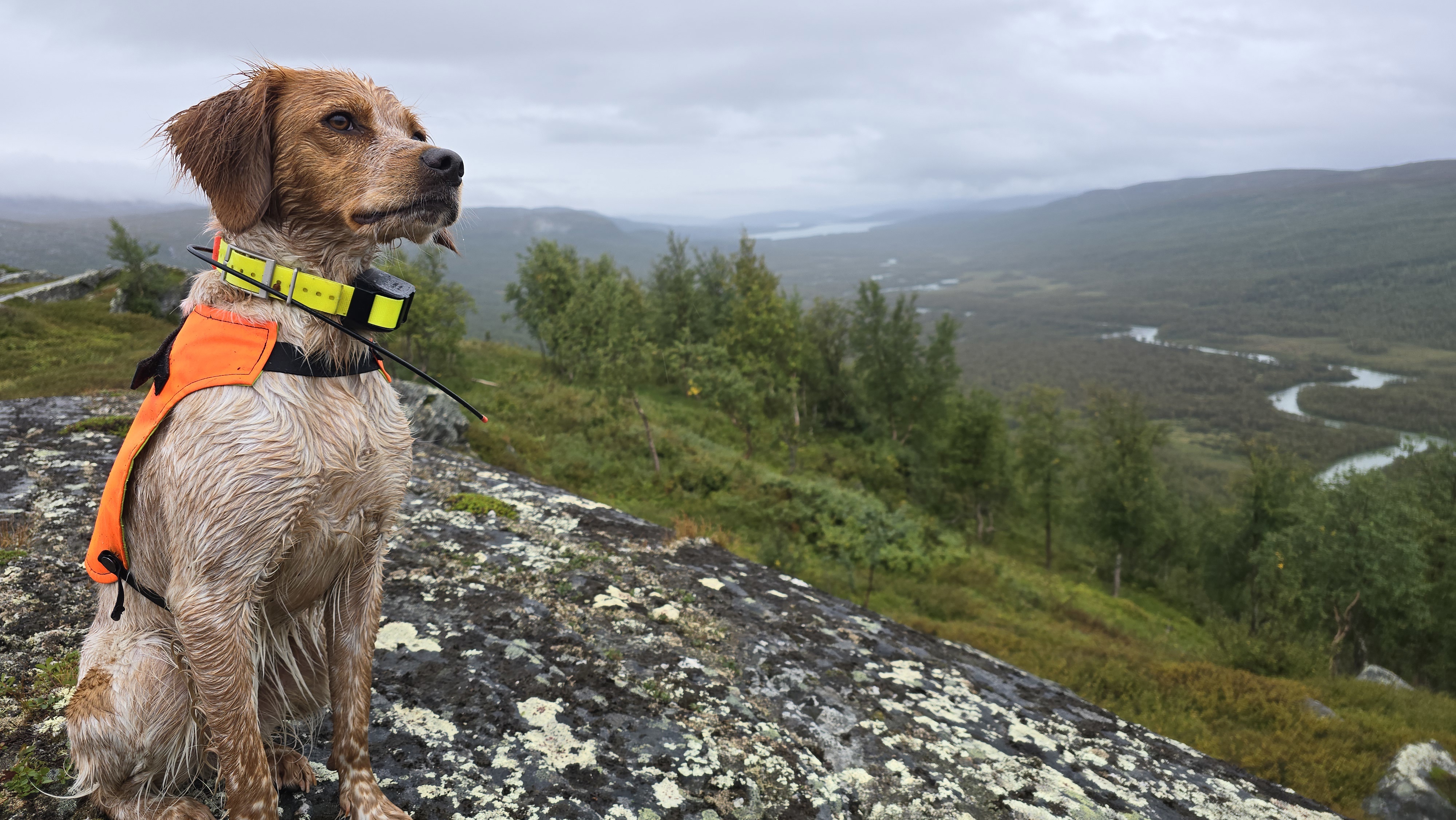 Sagatunrypas Silje (1)