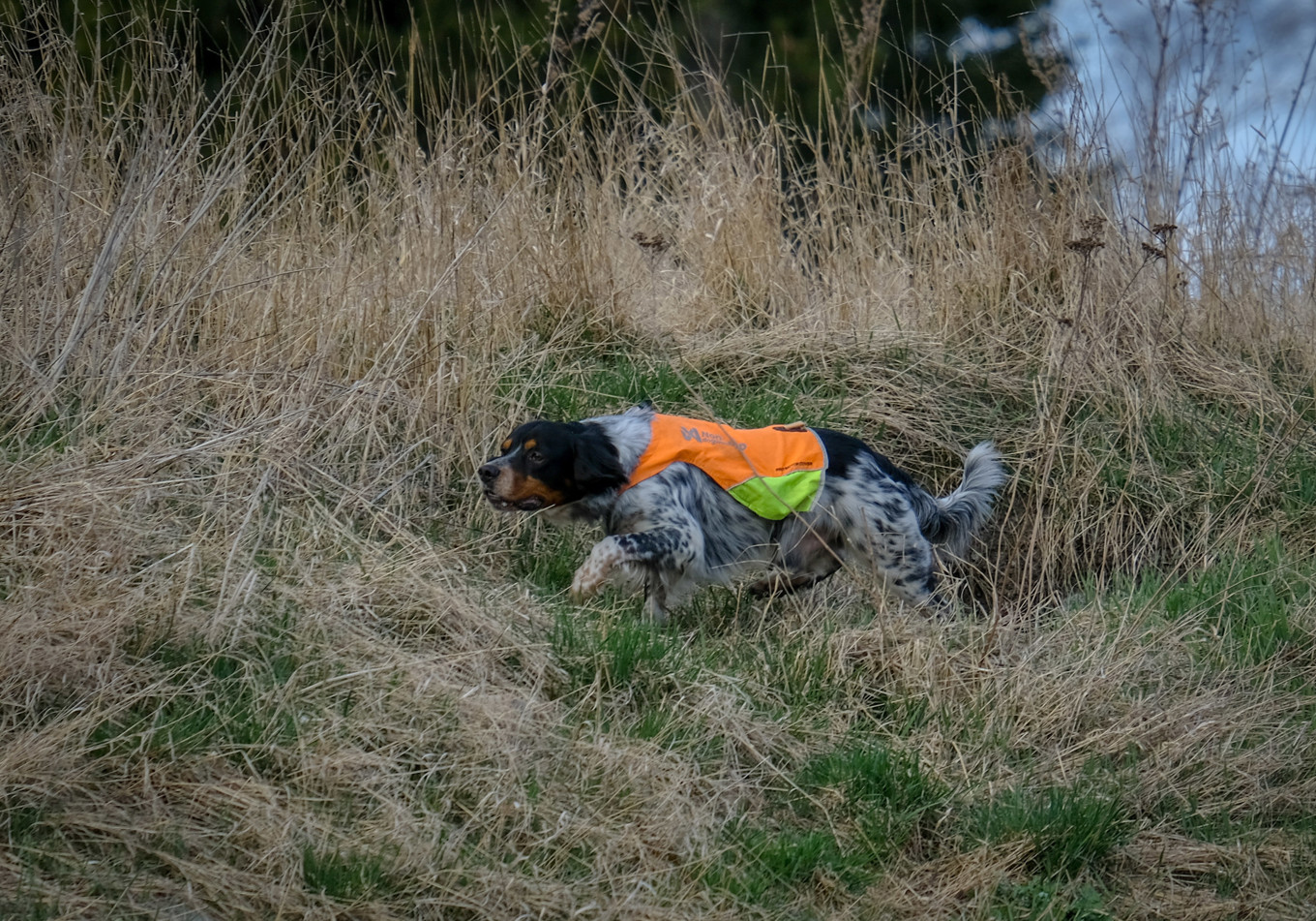 Långtora 2025-04-05 Bosse