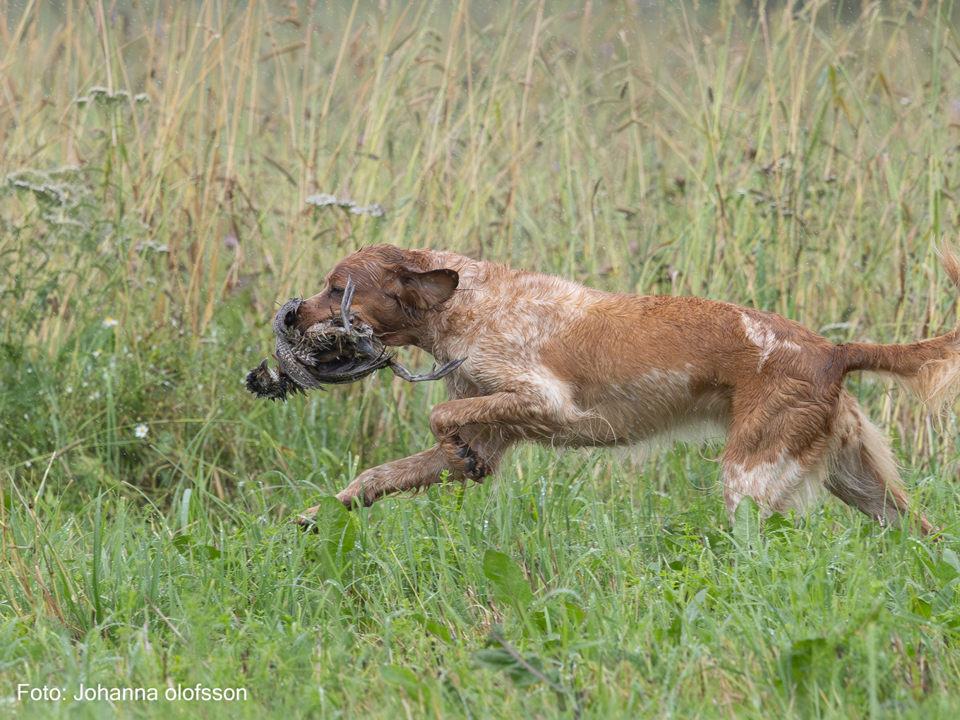 Final Fiskonfjällets Tua Äg Stefan Hörnlund2025 2