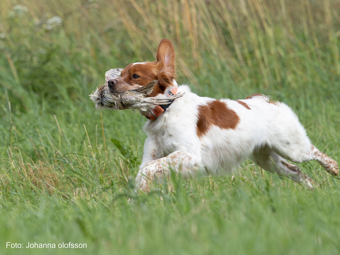 Bandittens Fraekke Batman Äg Allan Hansen2025