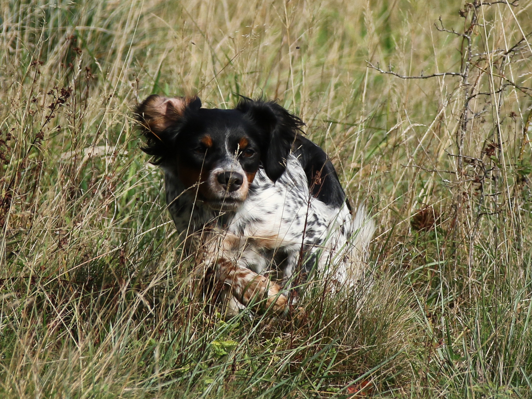 Almkullens Gucci2017 4