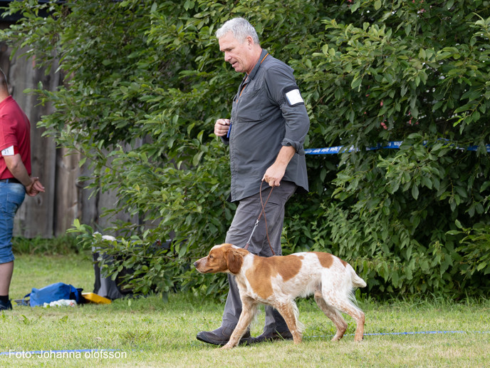 Graipesvares A Ziggy Äg Allan Hansen2025