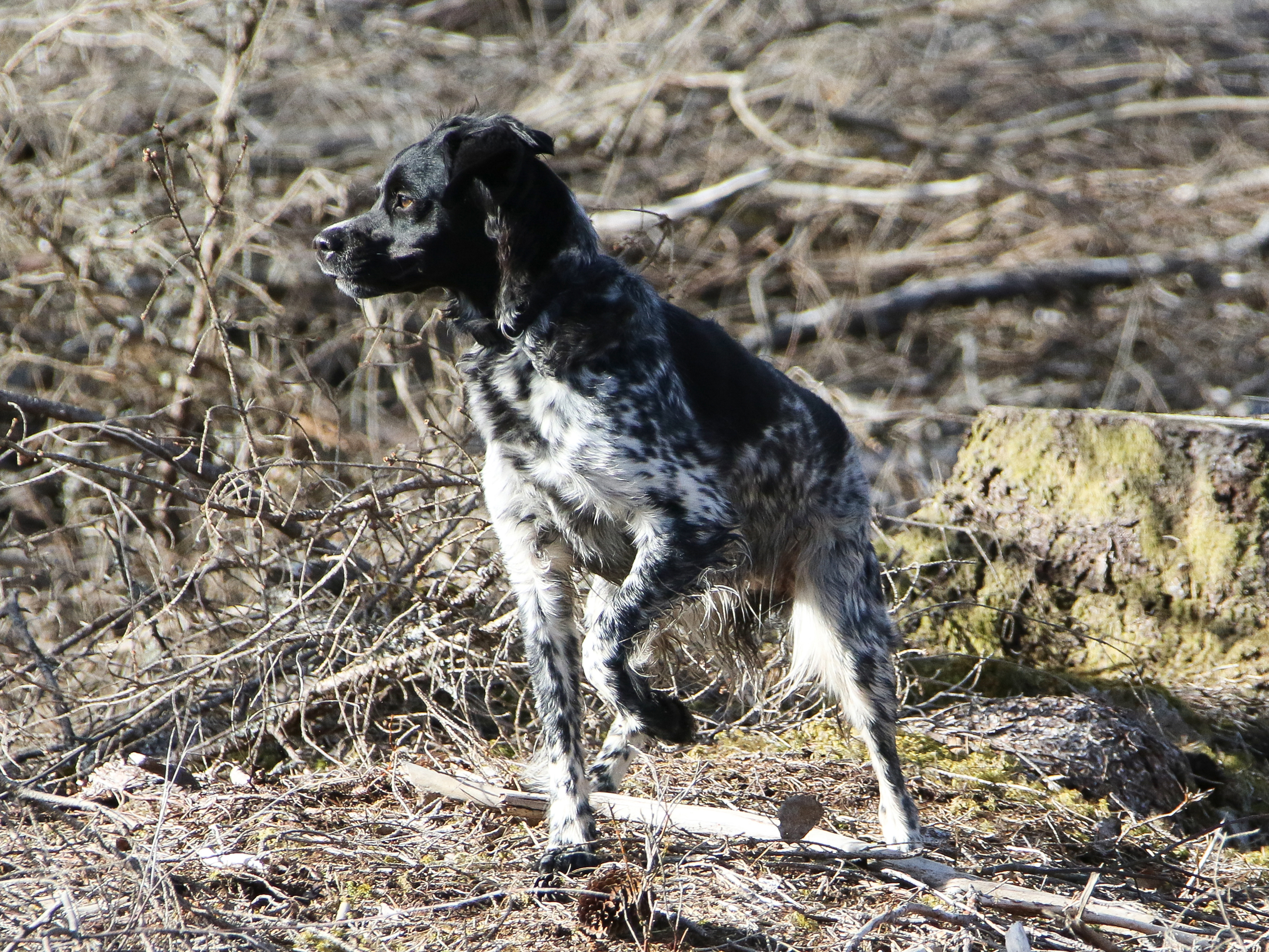 Almkullens Jessie2022 (1)