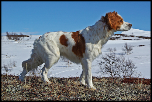 Rickardssons Liva (2)