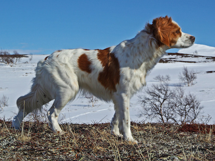 Rickardssons Liva (2)