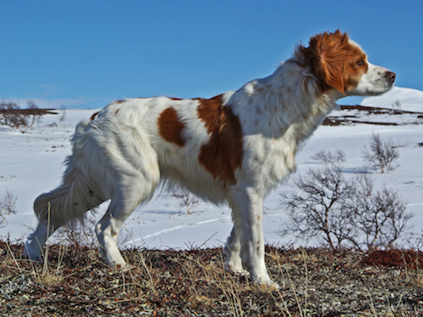 Rickardssons Liva (2)