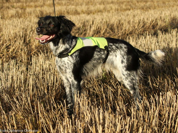 Venatu Three Little Birds