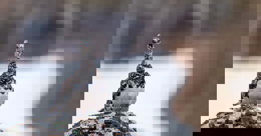 Bird 8210437 1280 (1)