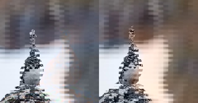 Bird 8210437 1280 (1)