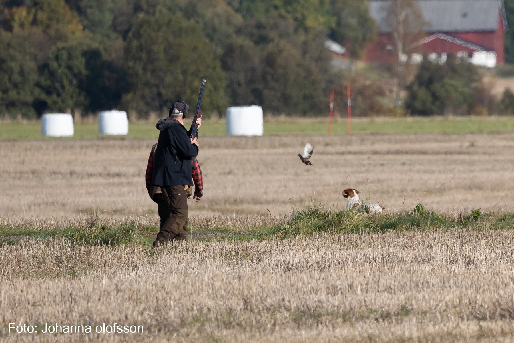 Almkullens Kassie M Fagel