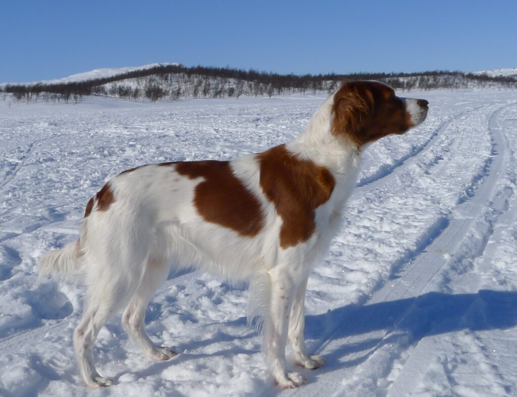 Tiellas Dyra Duracell