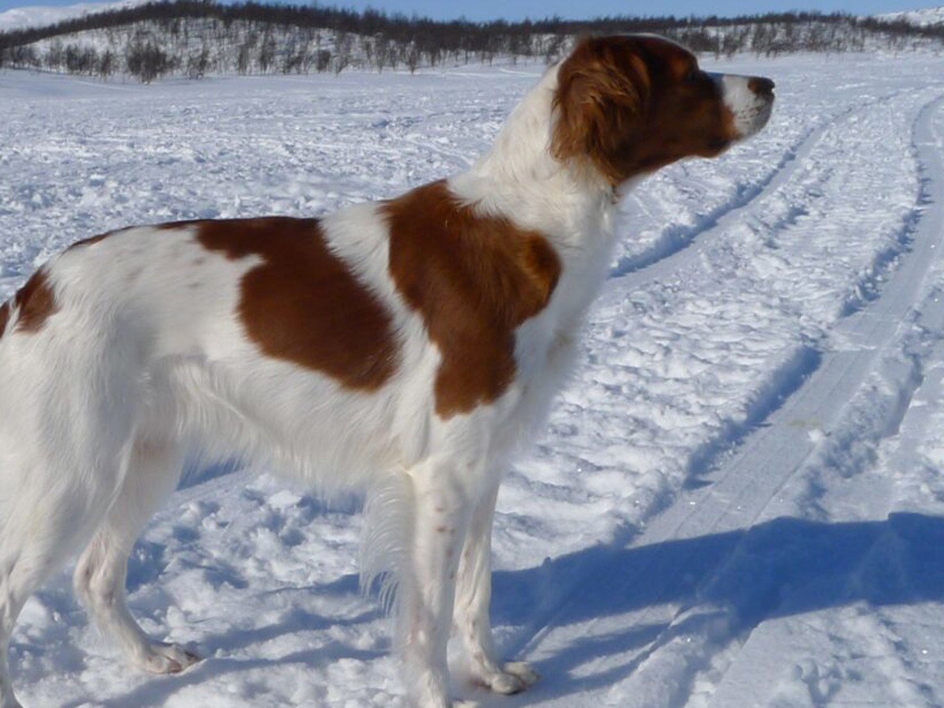 Tiellas Dyra Duracell