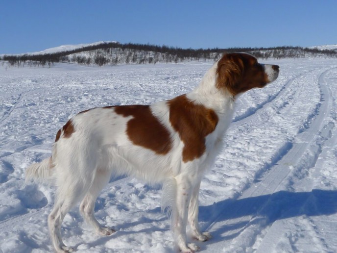 Tiellas Dyra Duracell