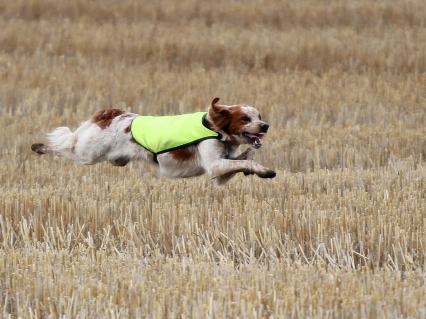 Lill Gemons Mc Nevis