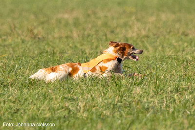 Fiskonfjallets Zita 768X512