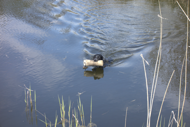 Apport Water