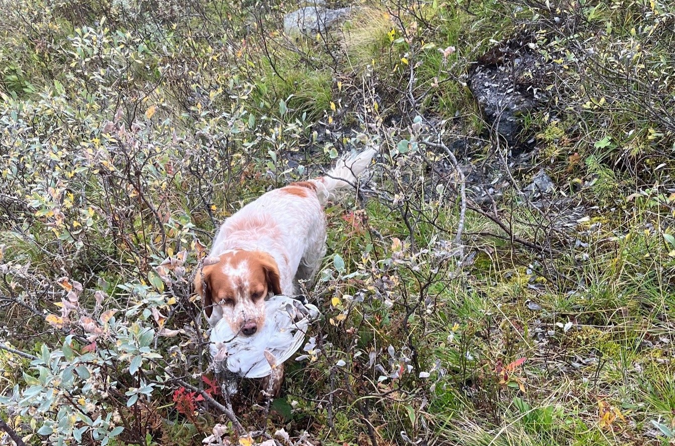 Eirams Fina Fågelfinnare 5