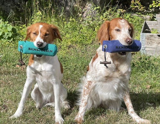 Rensjöliens Apportbockar