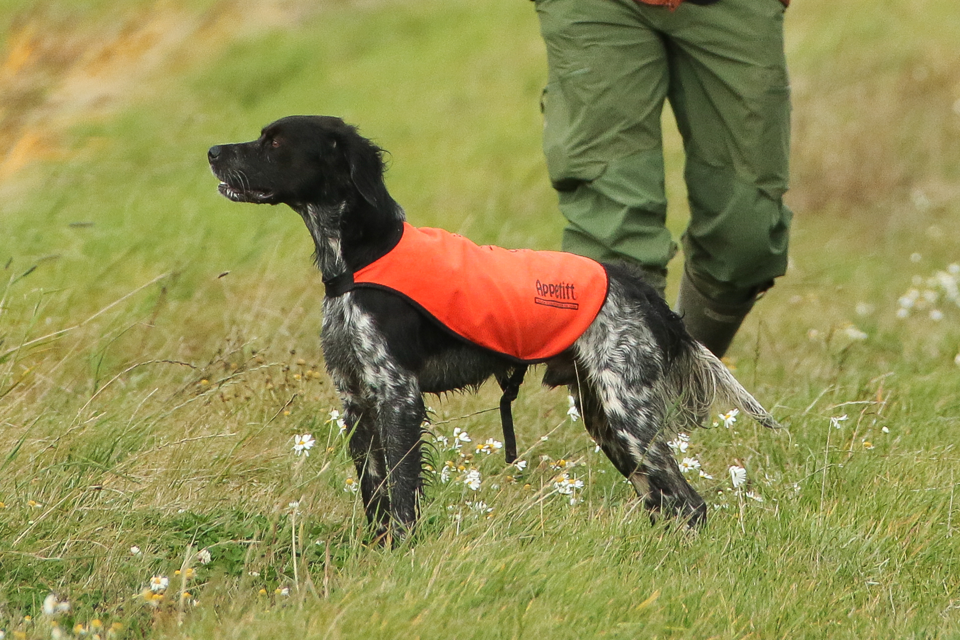 Lill Gemons Nebbiolo