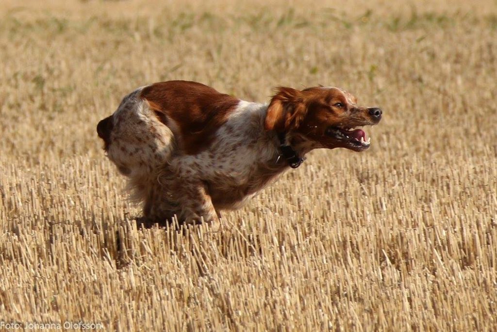 Kenzo 1024X683 Sm Vinnare