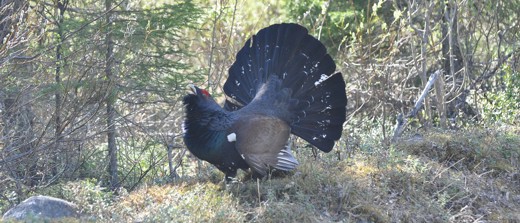 Finland 4075808 1280