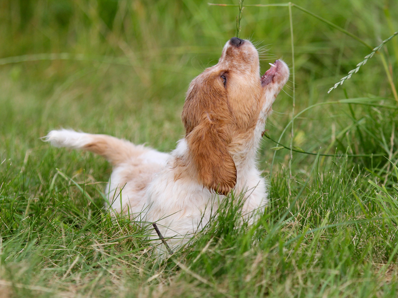 Almkullens Alonso (1)