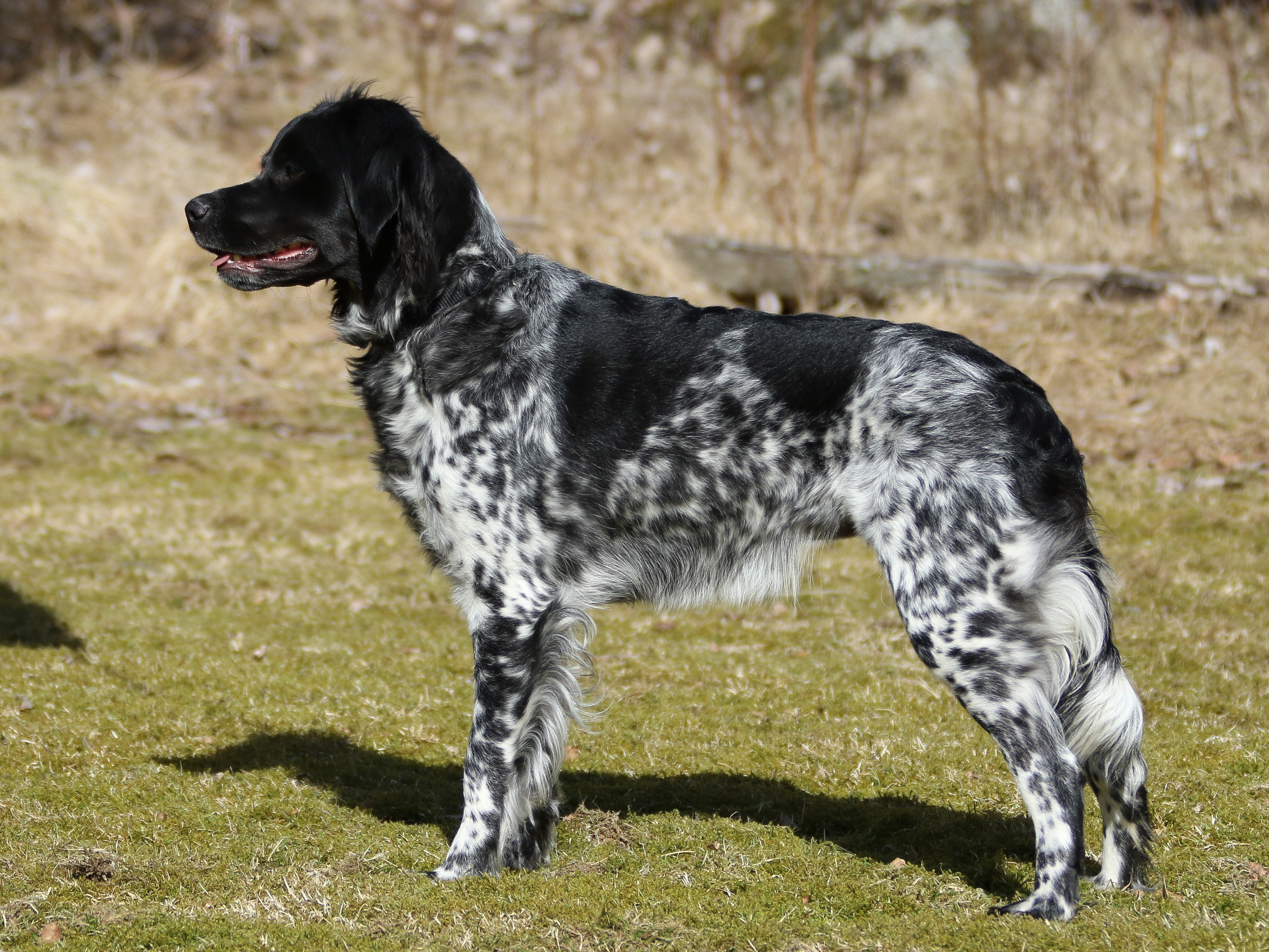 Almkullens Jessie2022 2