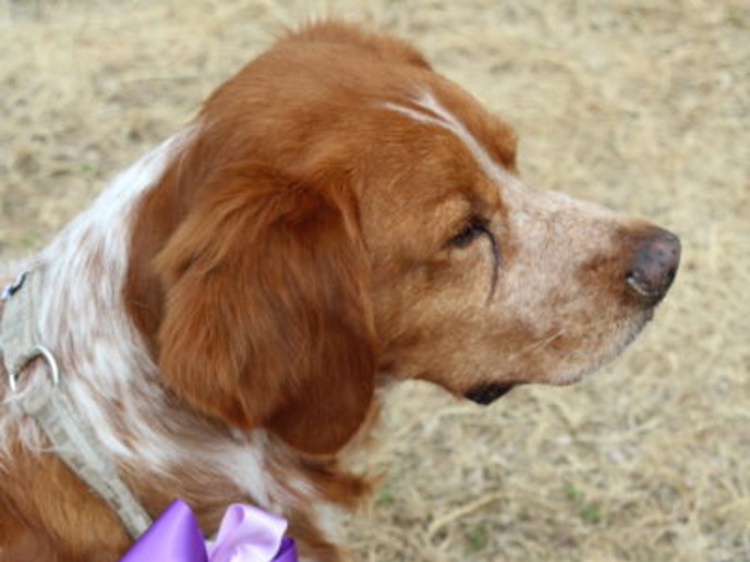 Red Garlic's X Jameson (2)