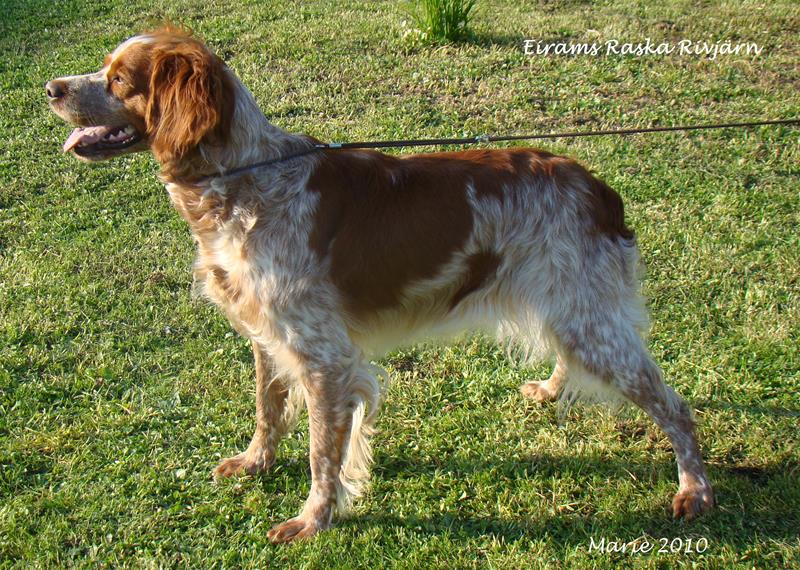 Eirams Raska Rivjärn