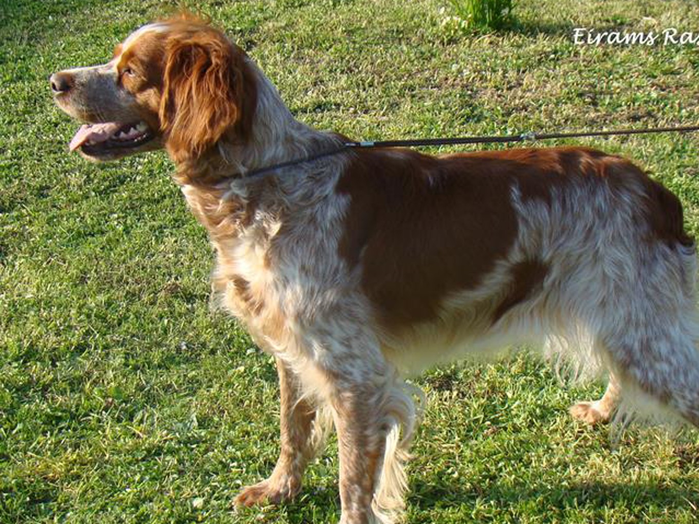 Eirams Raska Rivjärn