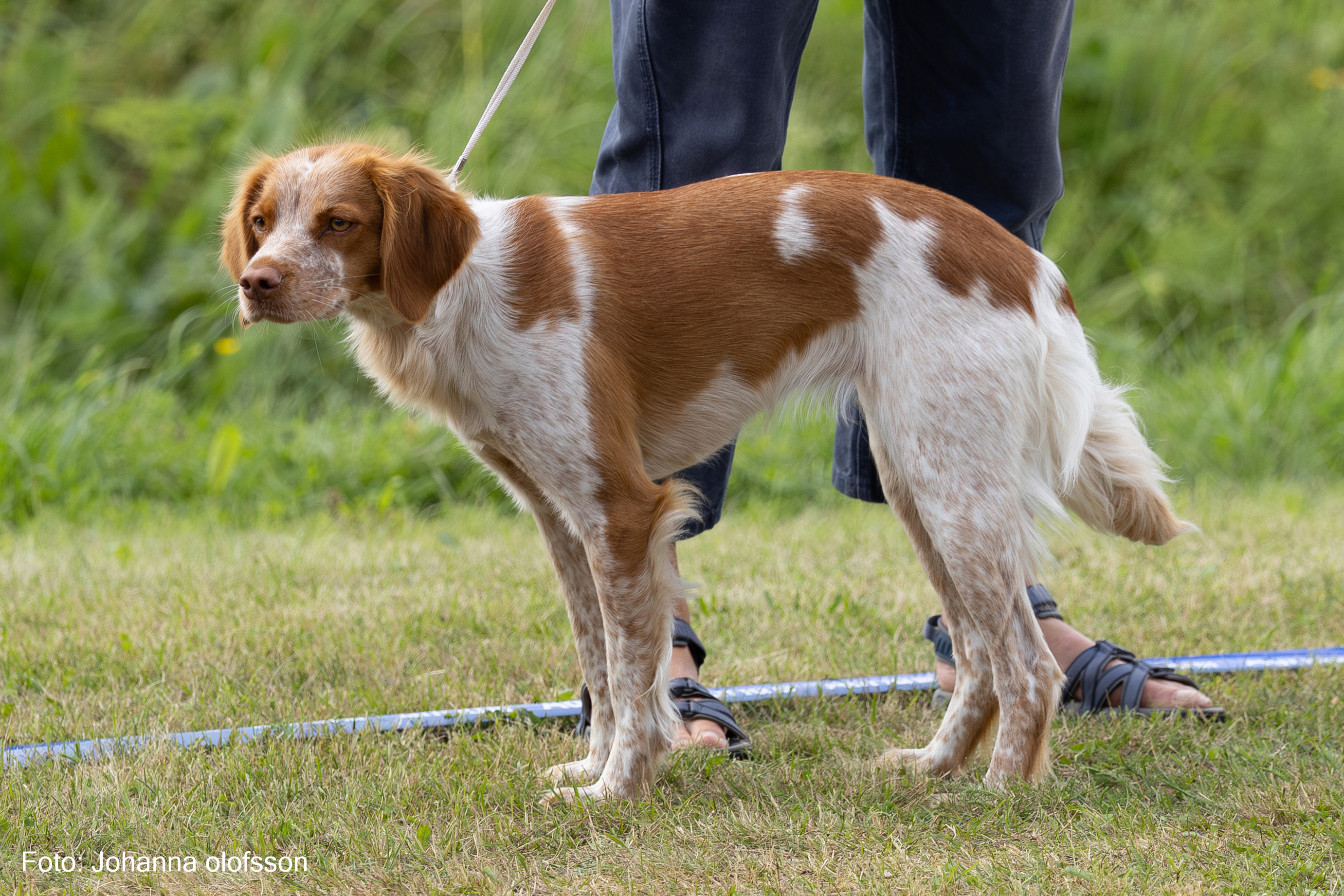 Agerlyckans Noshi Äg Helena Bergman2025
