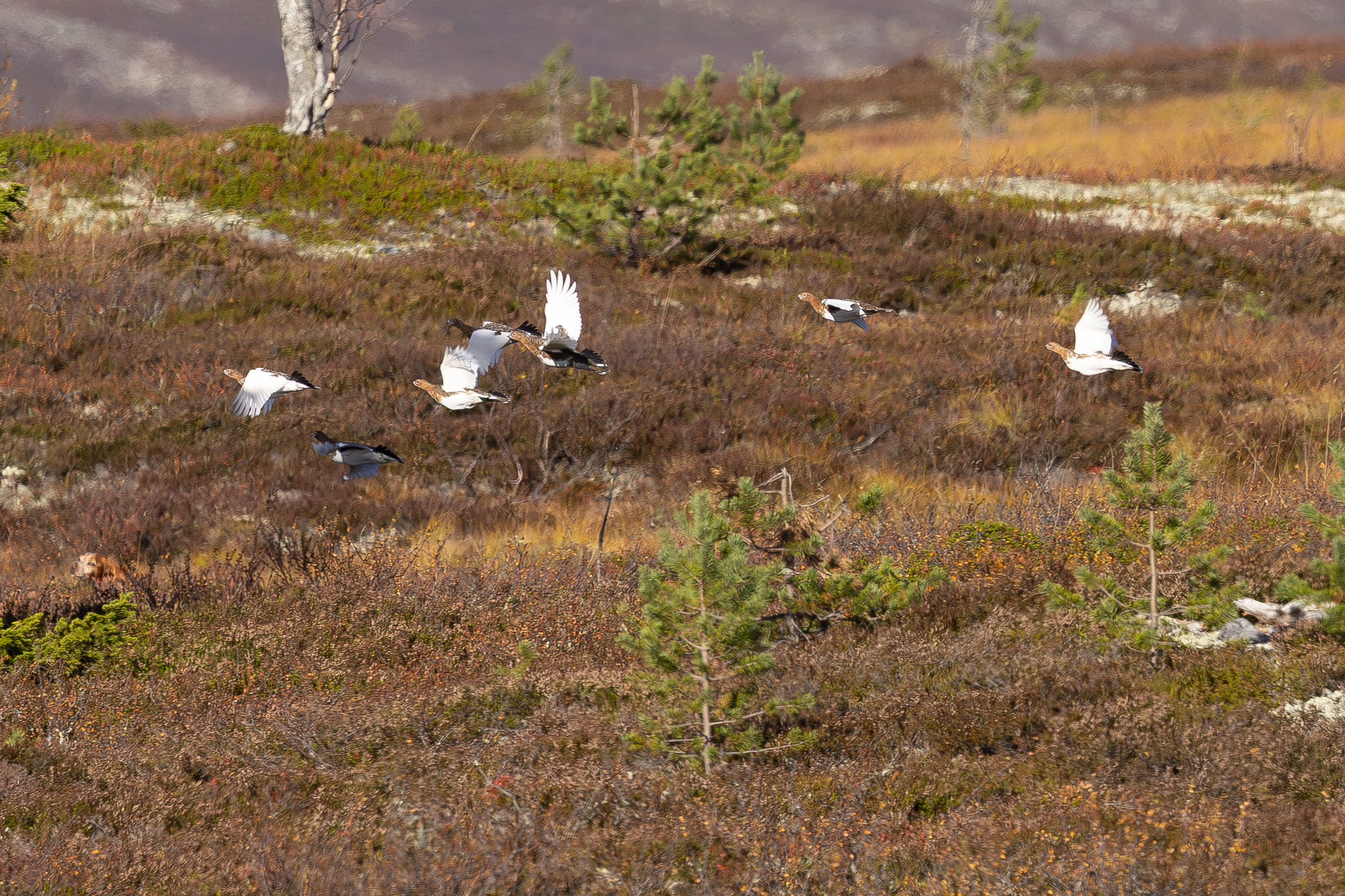 Fjäll ripkull Kassie 2025