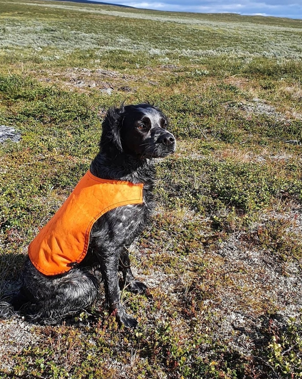 Vistasdalens A S Canja 3