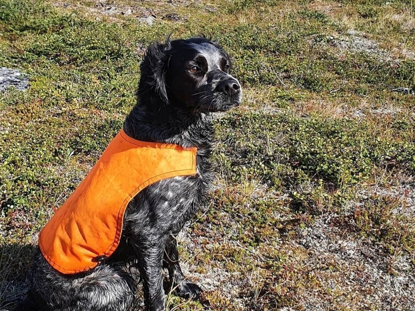 Vistasdalens A S Canja 3