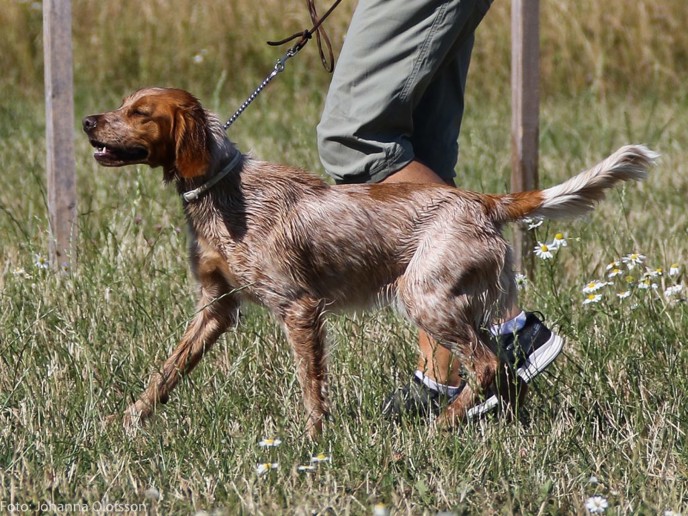 Fiskonfjällets Aika (1)