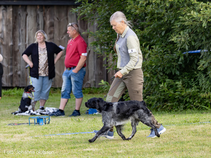 Husombergets Macallan Äg Karin Rabe2025