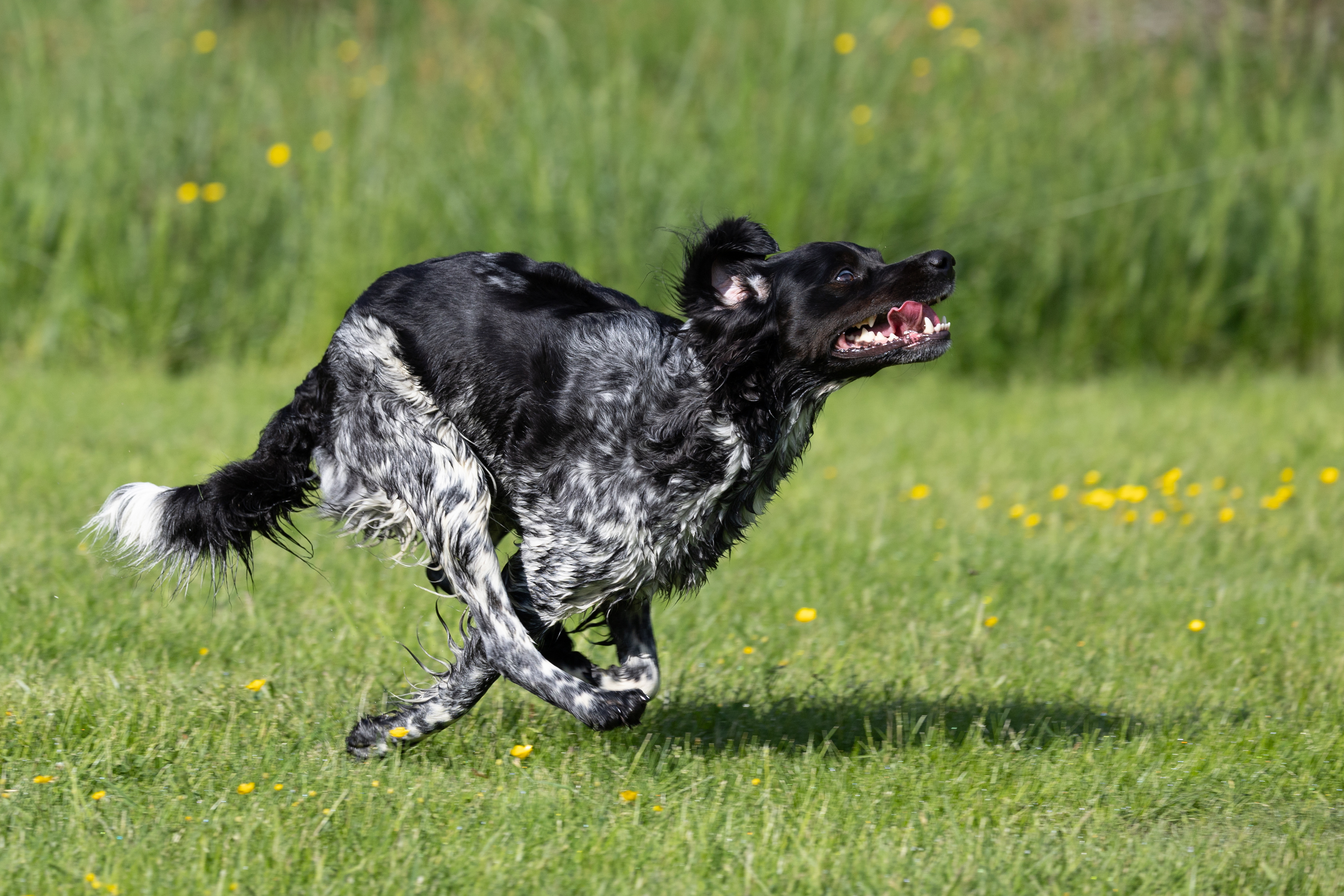 Almkullens Jessie2024