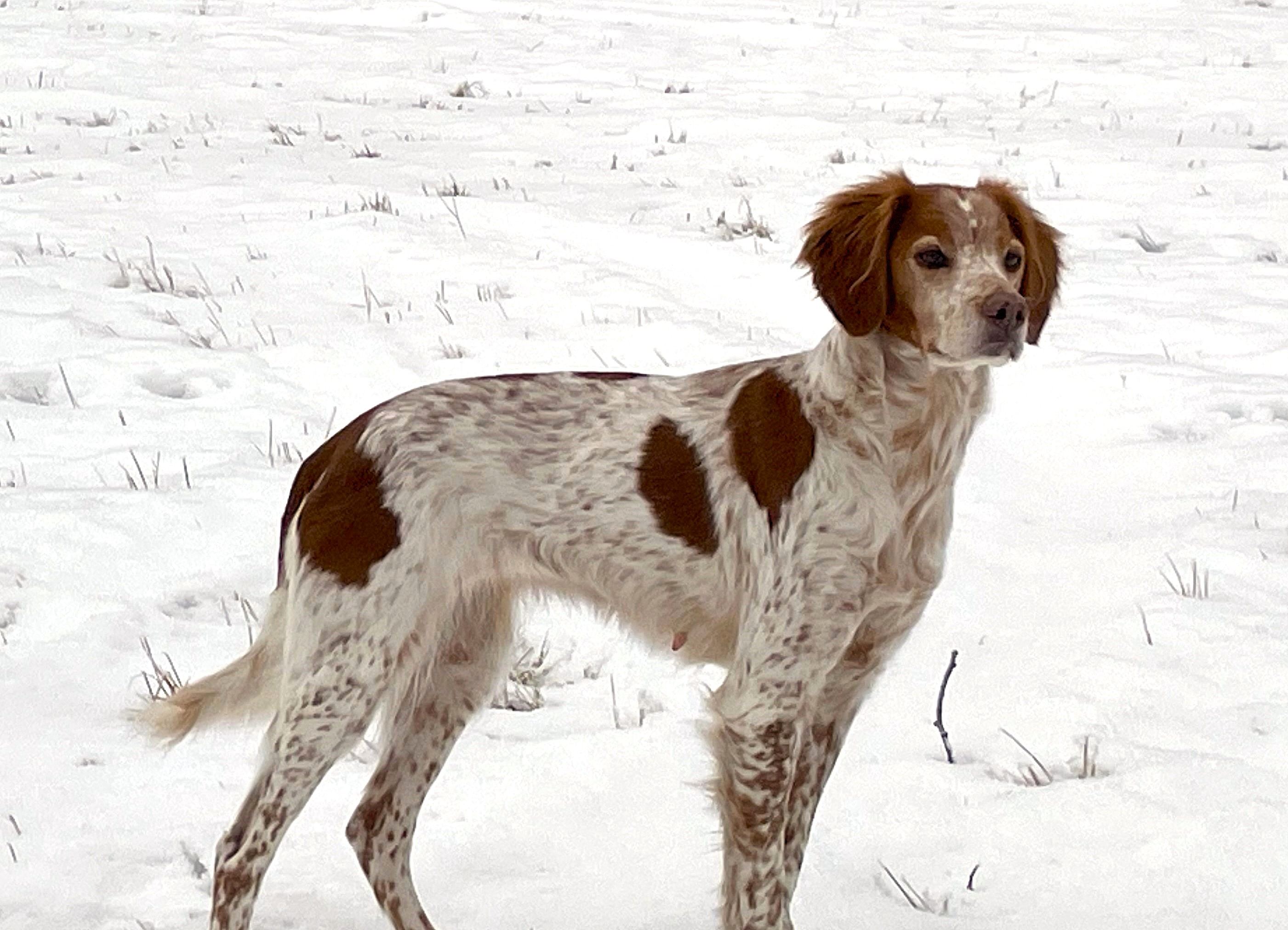 Fiskonfjällets Kira (4)