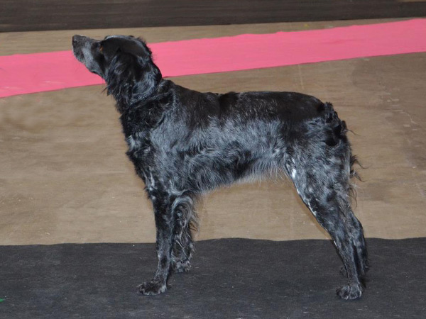 Red Garlic's Korint (3)