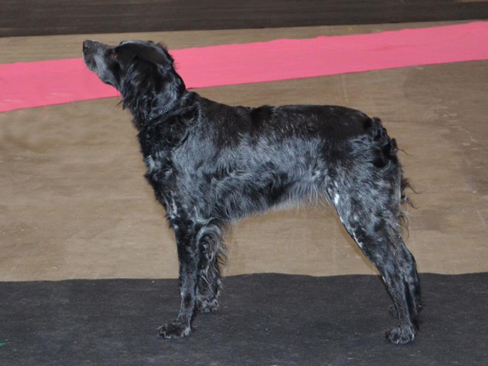 Red Garlic's Korint (3)