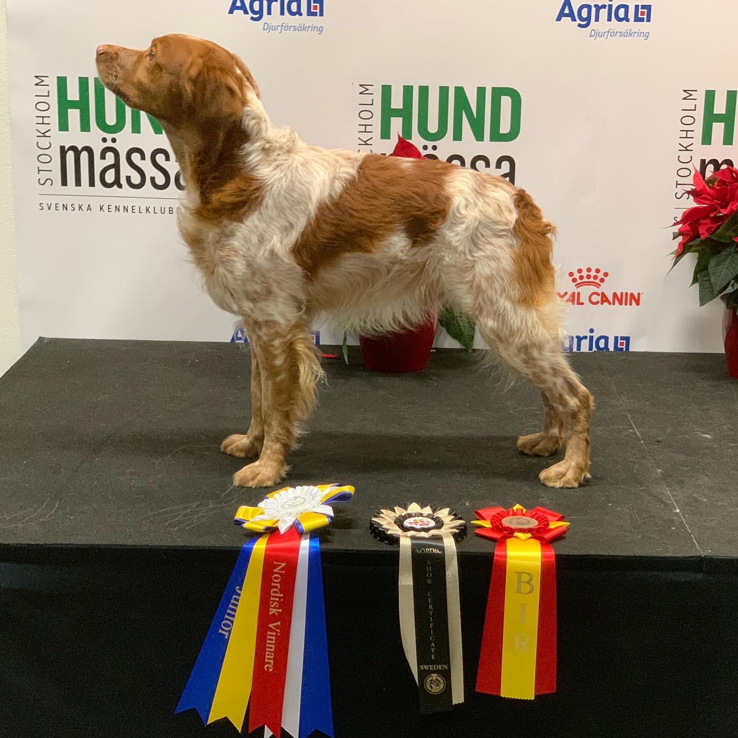 Eirams Icke Illa (Emilias) Nordic Vinner