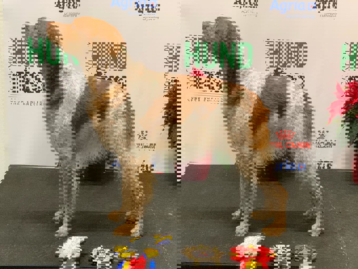 Eirams Icke Illa (Emilias) Nordic Vinner