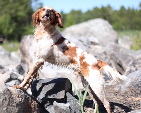 Lill Gemons Mc Nevis (3)